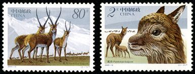 2003-12 《藏羚》特种邮票